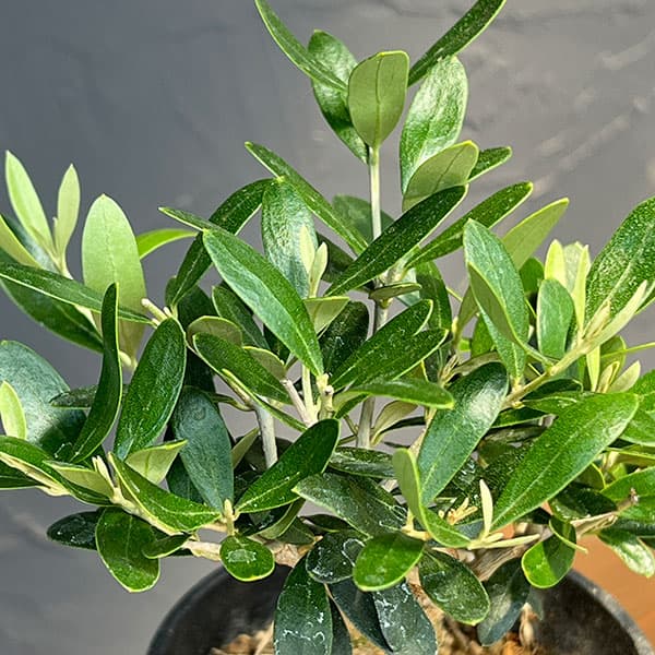 オリーブ:ネバティロブランコ 創樹さんの盆栽仕立て 3号鉢植え26-03