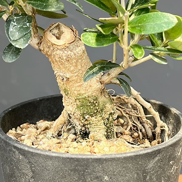 オリーブ:ネバティロブランコ 創樹さんの盆栽仕立て 3号鉢植え26-03