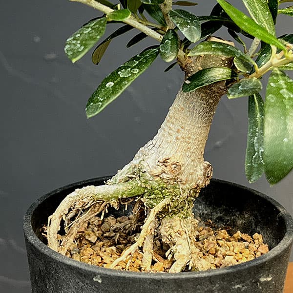 オリーブ：ネバティロブランコ　創樹さんの盆栽仕立て　3号鉢植え26-04