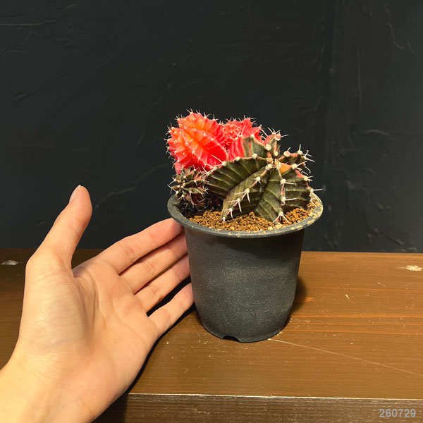 サボテン:ギムノカリキウム 緋牡丹錦(ヒボタンニシキ)3号鉢植え26-02