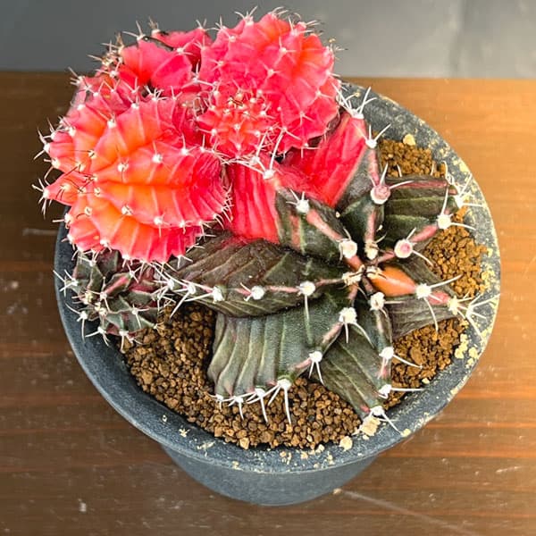サボテン:ギムノカリキウム 緋牡丹錦(ヒボタンニシキ)3号鉢植え26-02