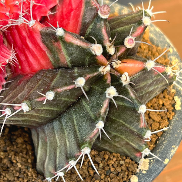 サボテン:ギムノカリキウム 緋牡丹錦(ヒボタンニシキ)3号鉢植え26-02