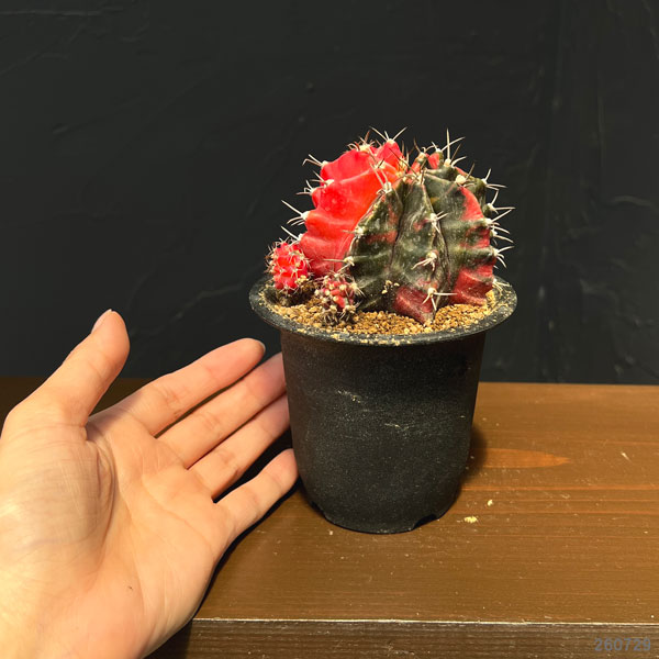 サボテン:ギムノカリキウム 緋牡丹錦(ヒボタンニシキ)3号鉢植え26-03