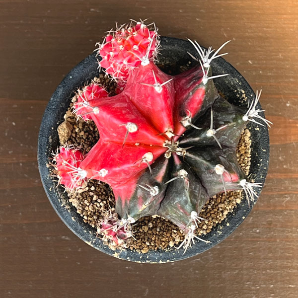 サボテン:ギムノカリキウム 緋牡丹錦(ヒボタンニシキ)3号鉢植え26-03