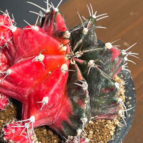 サボテン:ギムノカリキウム 緋牡丹錦(ヒボタンニシキ)3号鉢植え26-03