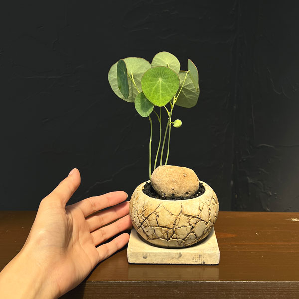 ステファニア:エレクタ 3号鉢植え26-01