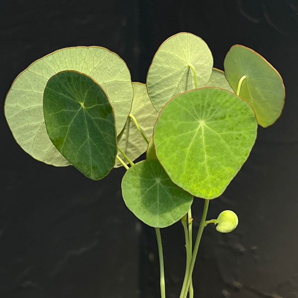 ステファニア:エレクタ 3号鉢植え26-01