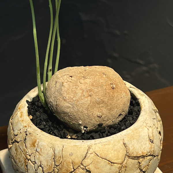 ステファニア:エレクタ 3号鉢植え26-01