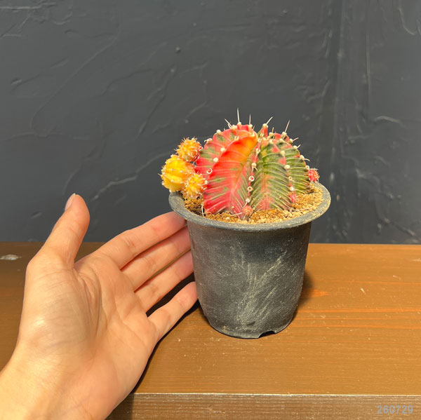 サボテン:ギムノカリキウム 緋牡丹錦(ヒボタンニシキ)3号鉢植え26-04