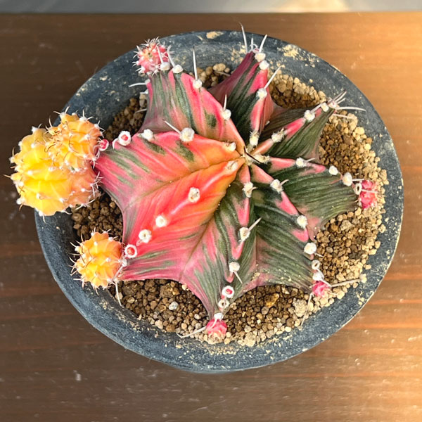 サボテン:ギムノカリキウム 緋牡丹錦(ヒボタンニシキ)3号鉢植え26-04
