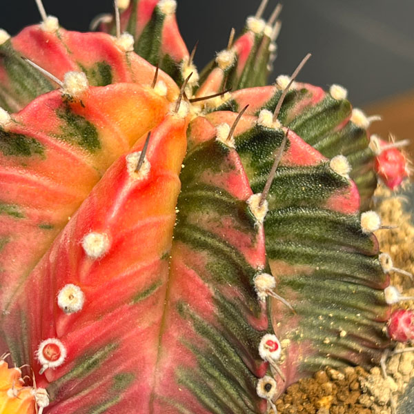 サボテン:ギムノカリキウム 緋牡丹錦(ヒボタンニシキ)3号鉢植え26-04