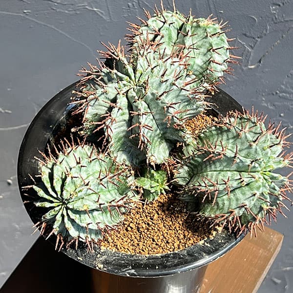 ユーフォルビア:ホリダ(実生セレクト株) 4.5号鉢植え26-01