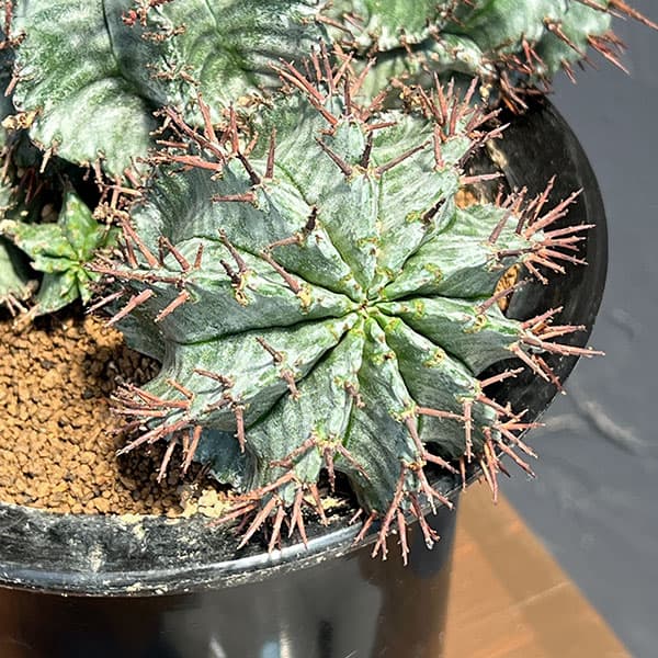 ユーフォルビア:ホリダ(実生セレクト株) 4.5号鉢植え26-01