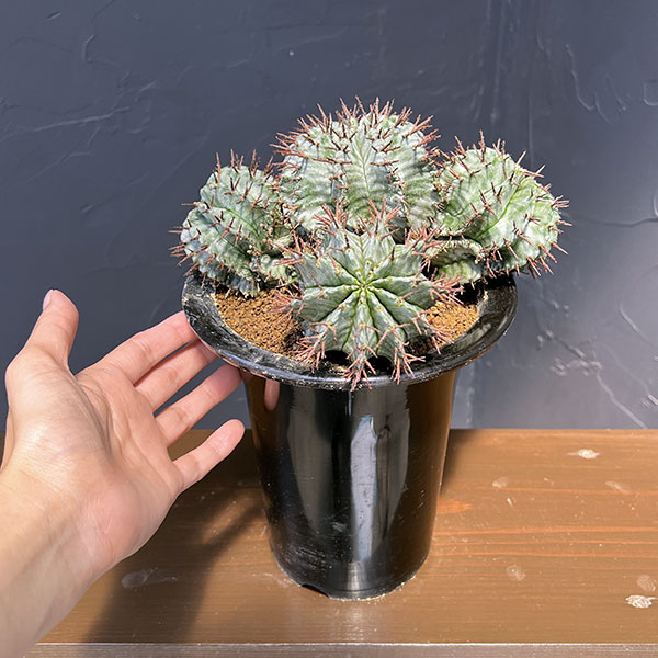 ユーフォルビア:ホリダ(実生セレクト株) 4.5号鉢植え26-01