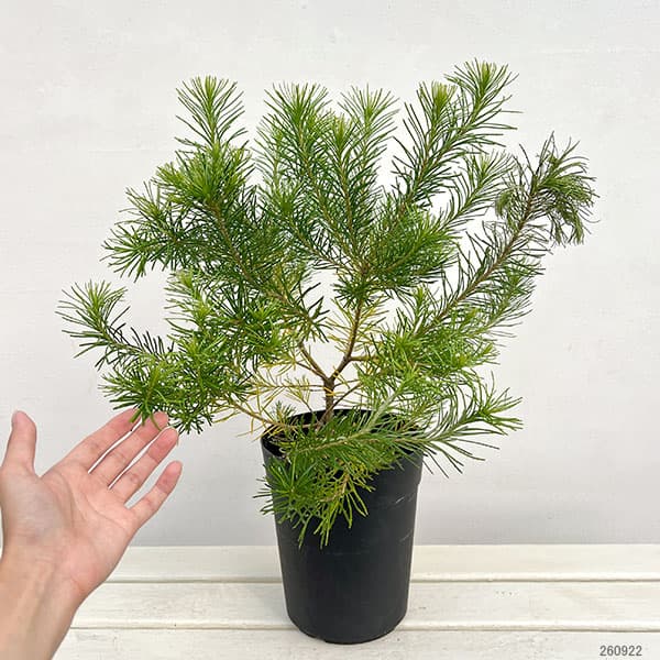 バンクシア:オーレア6号鉢植え