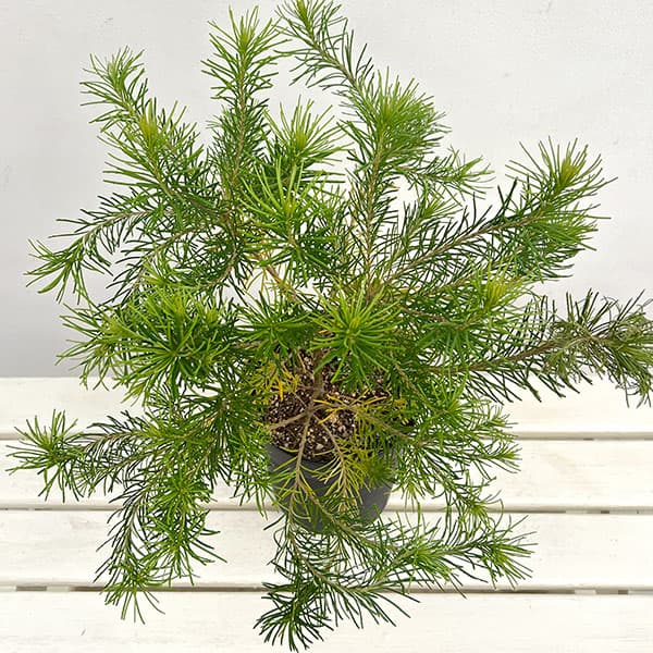 バンクシア:オーレア6号鉢植え
