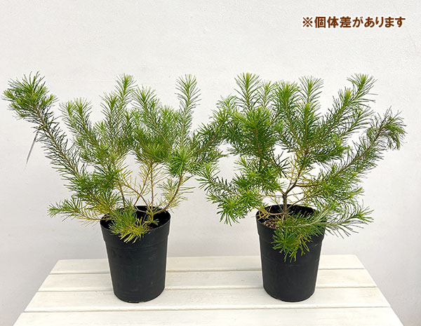 バンクシア:オーレア6号鉢植え