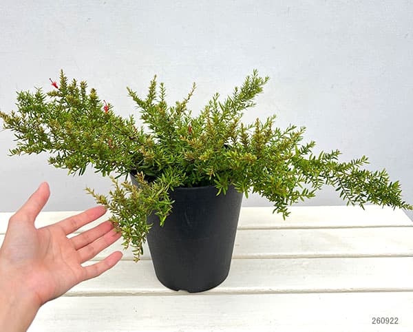 グレビレア:ニューブラッド6号鉢植え