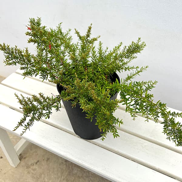 グレビレア:ニューブラッド6号鉢植え