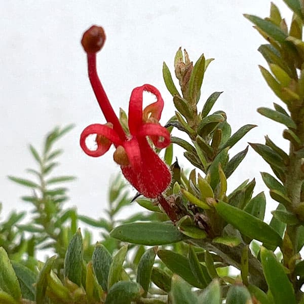 グレビレア:ニューブラッド6号鉢植え