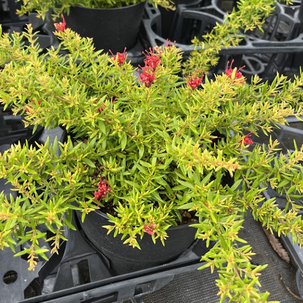グレビレア:ニューブラッド6号鉢植え