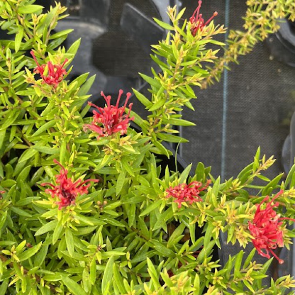 グレビレア:ニューブラッド6号鉢植え