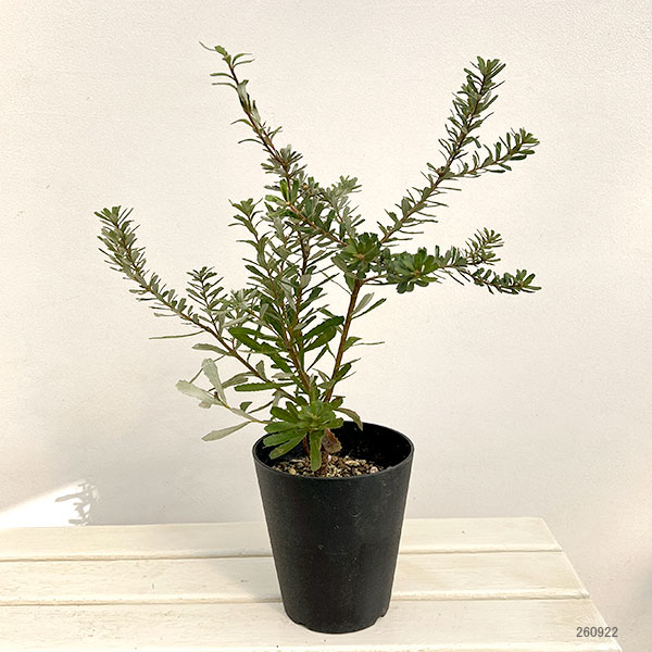 バンクシア:マルギナータ5号鉢植え