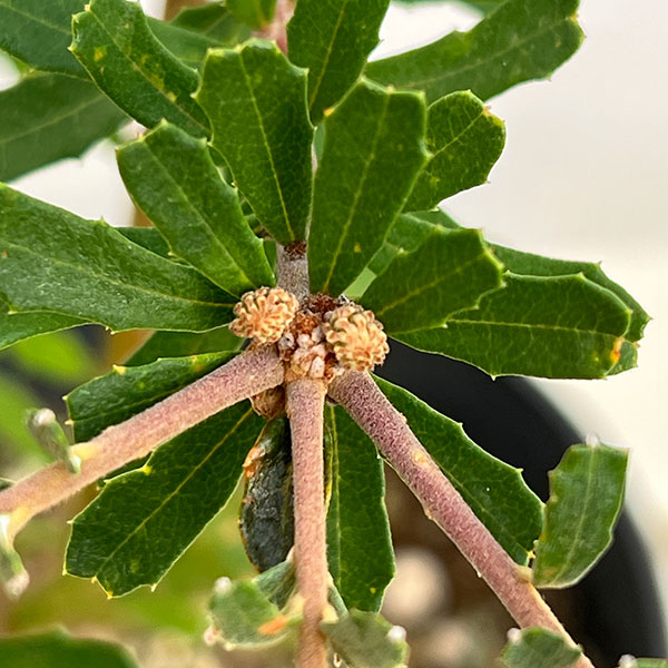 バンクシア:マルギナータ5号鉢植え