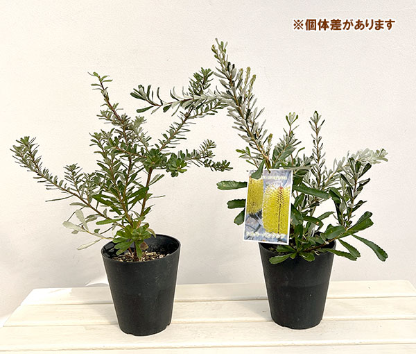 バンクシア:マルギナータ5号鉢植え