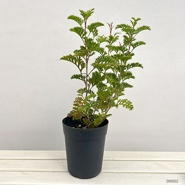 グレビレア:グレープ6号鉢植え