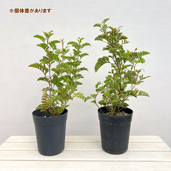 グレビレア:グレープ6号鉢植え