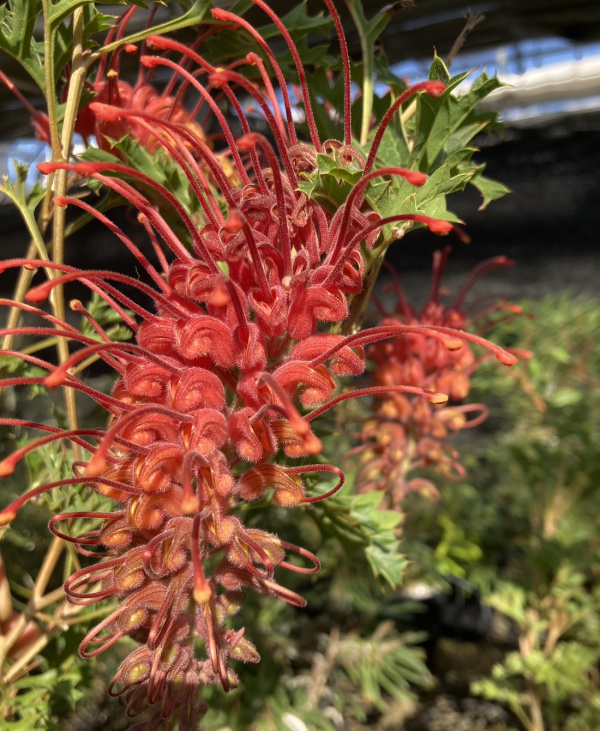 グレビレア:グレープ6号鉢植え