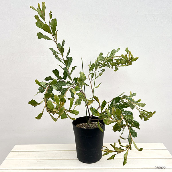 バンクシア:レマニアナ6号鉢植え
