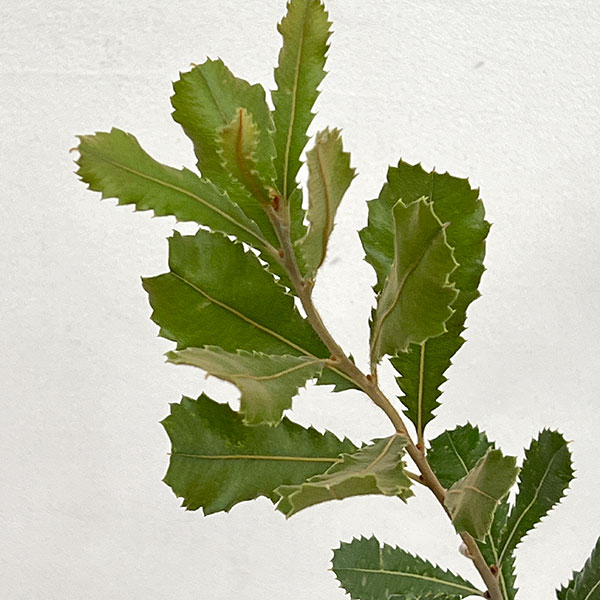 バンクシア:レマニアナ6号鉢植え
