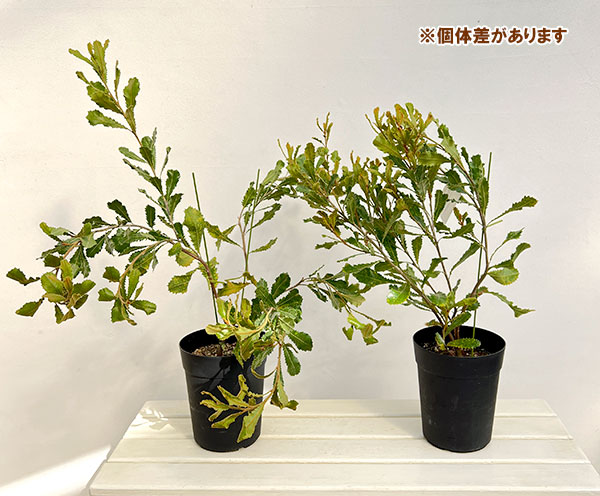 バンクシア:レマニアナ6号鉢植え