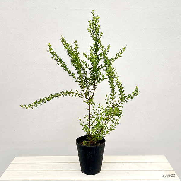 グレビレア：ベスティタ5号鉢植え