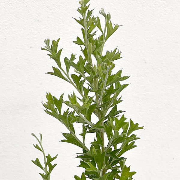 グレビレア：ベスティタ5号鉢植え