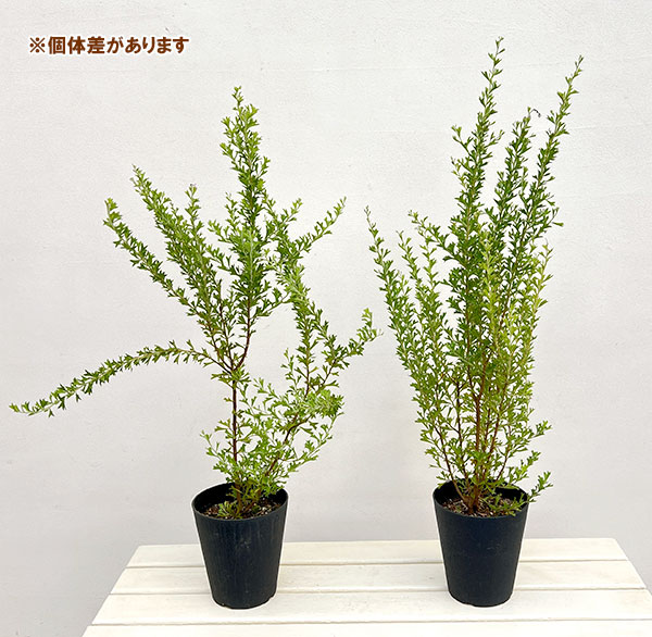 グレビレア：ベスティタ5号鉢植え
