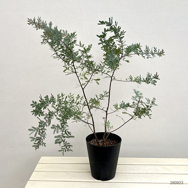 アカシア:ギンヨウ(銀葉)アカシアプルプレア 6号鉢植え
