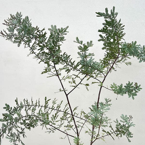アカシア:ギンヨウ(銀葉)アカシアプルプレア 6号鉢植え
