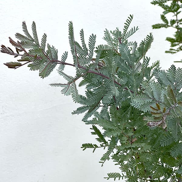 アカシア:ギンヨウ(銀葉)アカシアプルプレア 6号鉢植え