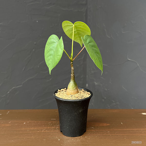 プセウドボンバックス:エリプチクム 2.5号鉢植え