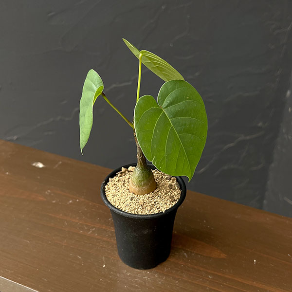 プセウドボンバックス:エリプチクム 2.5号鉢植え