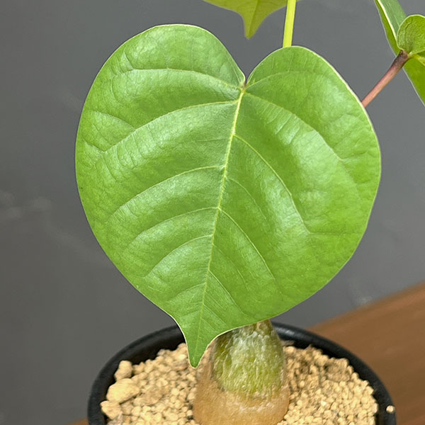 プセウドボンバックス:エリプチクム 2.5号鉢植え