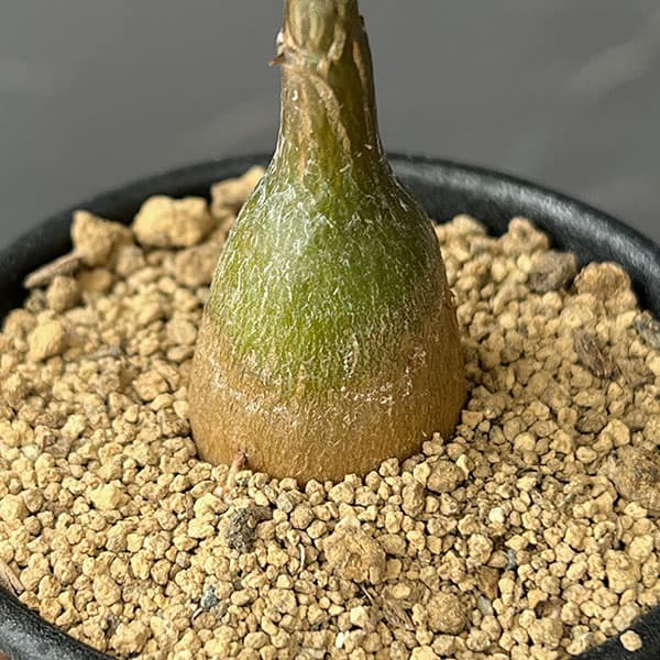 プセウドボンバックス:エリプチクム 2.5号鉢植え