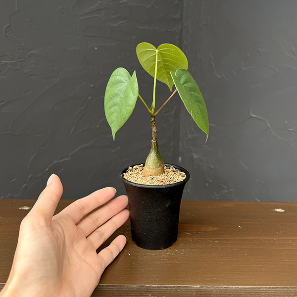 プセウドボンバックス:エリプチクム 2.5号鉢植え