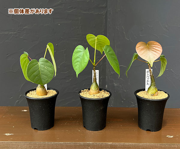 プセウドボンバックス:エリプチクム 2.5号鉢植え