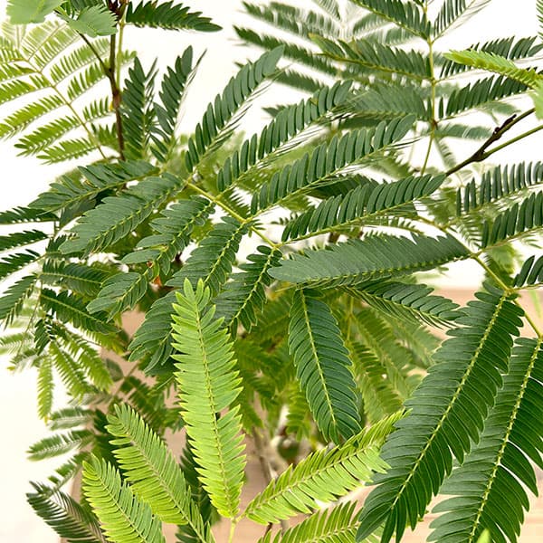 エバーフレッシュ(盆栽風) 7号平皿