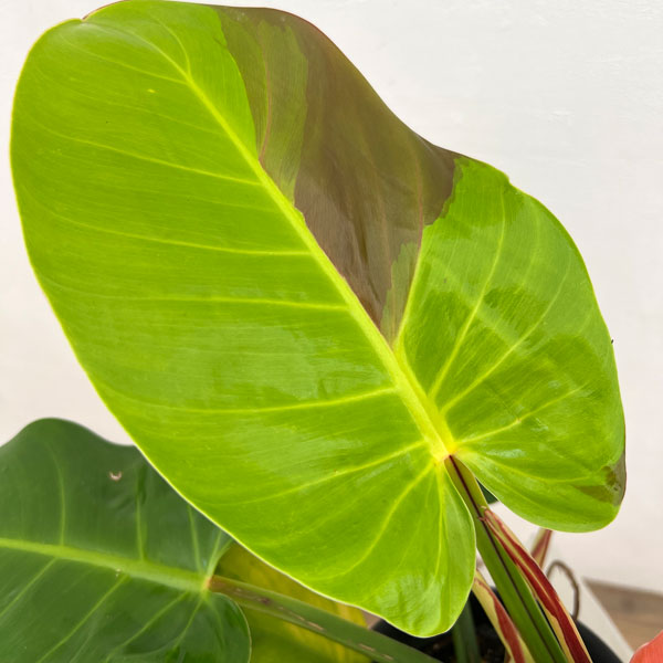 フィロデンドロン:イエローフレーム 5号鉢植え26-01