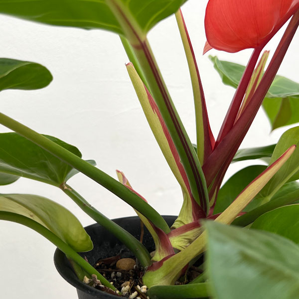 フィロデンドロン:イエローフレーム 5号鉢植え26-01